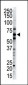 Dsk2 Antibody (C-term)